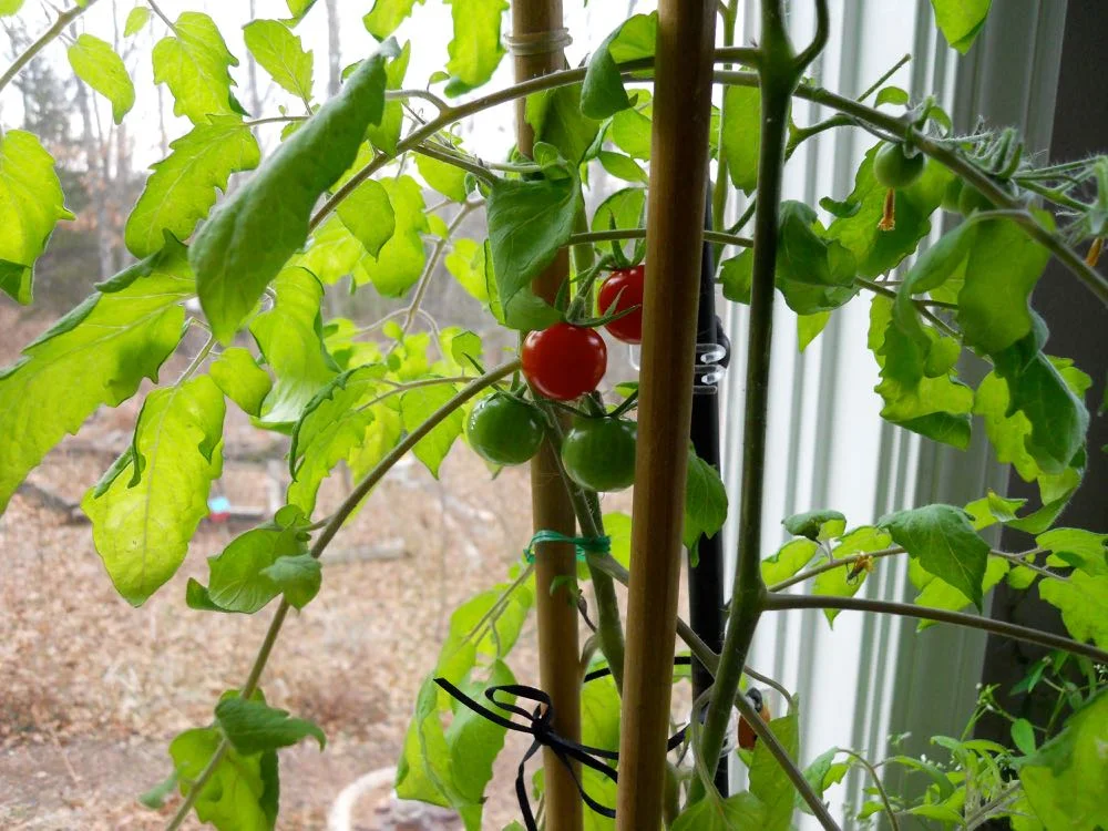 Here's a closer look of the two ripe cherry-size tomatoes that have ripened in my window.