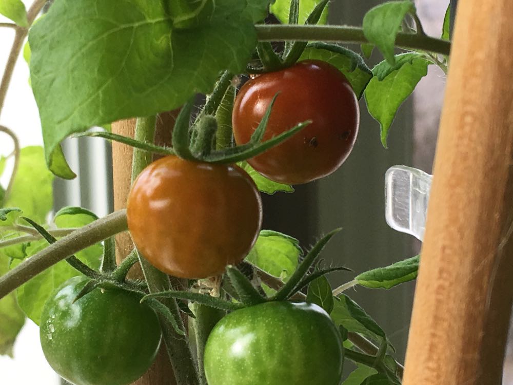 My inside tomato plant is not only growing fruit but the fruit is ripening enough to pick.