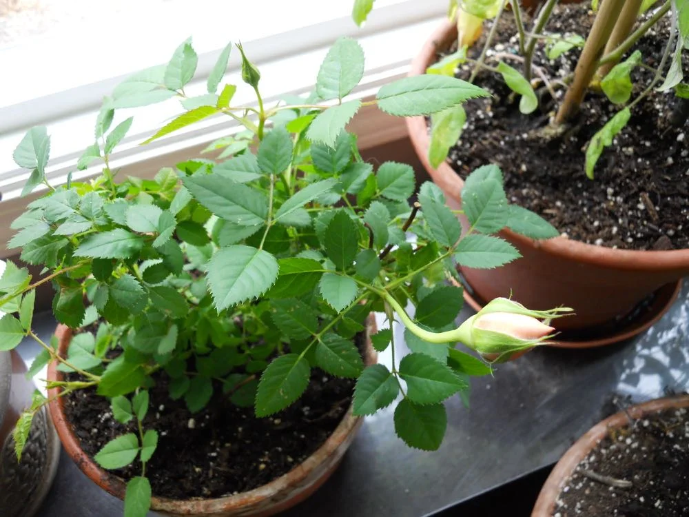 This was the first bud that became the rose you saw on top, and there is a second one forming.