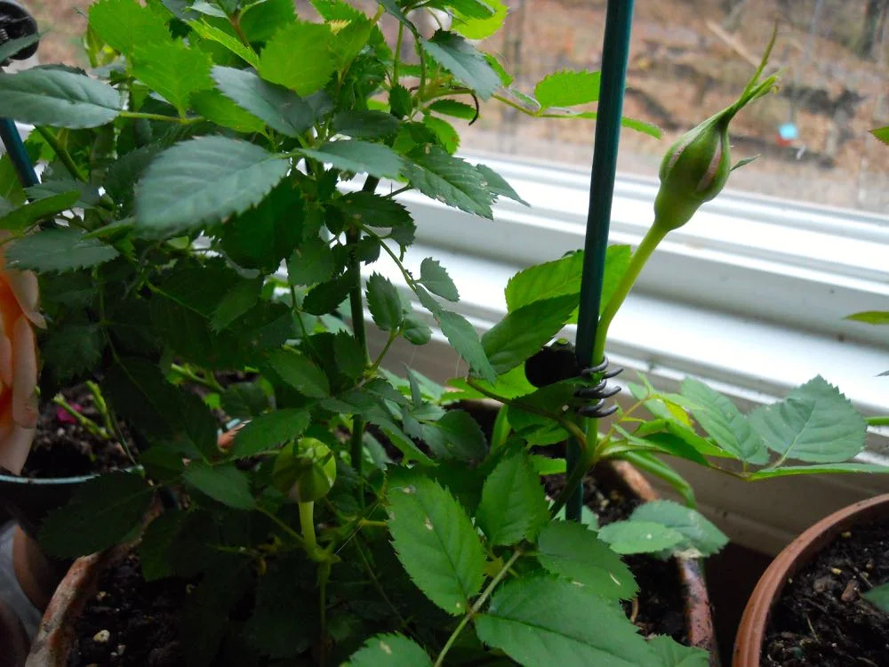 On this morning there were a total of four rose buds starting on this plant.