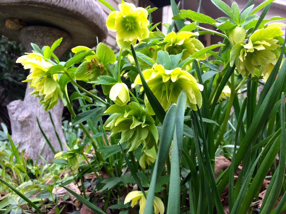 Here are my yellow hybrid hellebores all blooming in a bunch on my hillside.