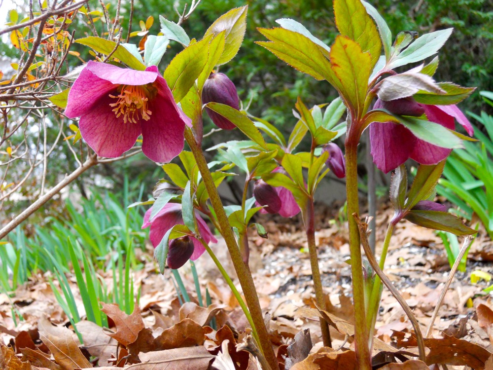 These burgundy hybrid hellebores popped up and started blooming almost overnight.