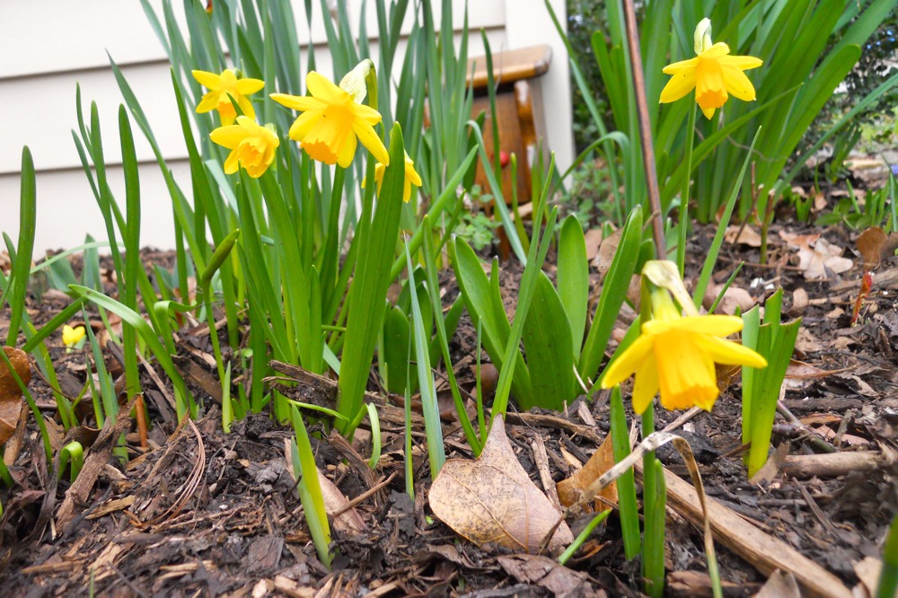'Tete a Tete' miniature daffodils blooming at the corner of one of my hillside flower beds.