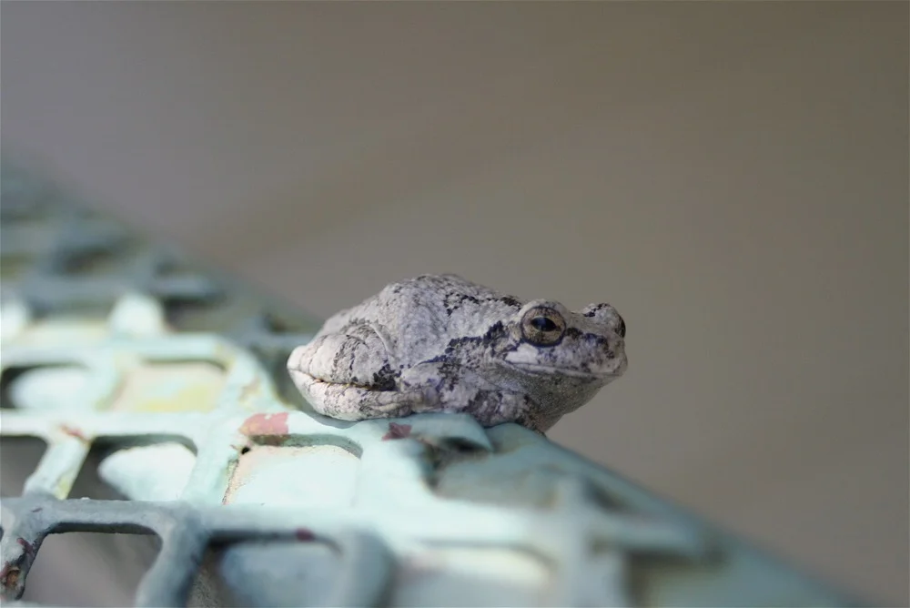 A Missouri spring peeper frog resting on my back ladder between making joyful noises.