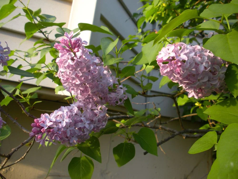 Prune lilacs immediately after blooming or you may be cutting off next year's flowers.
