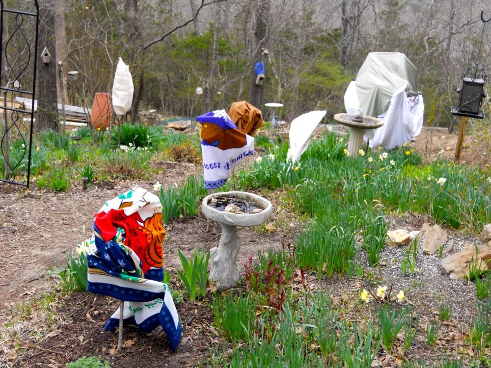 Lightweight blankets, sheets and cotton pillow cases cover my flowering fruit trees early April.