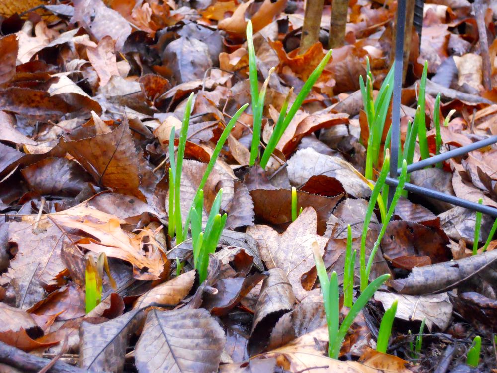 Leaves are a good soil additive, helping to keep soil from packing too densely, especially Missouri clay. (Photo by Charlotte Ekker Wiggins)