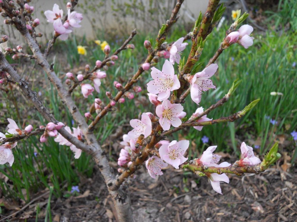 One of my honeybees visits the dwarf patio peach tree blossoms saved by cotton sheets.