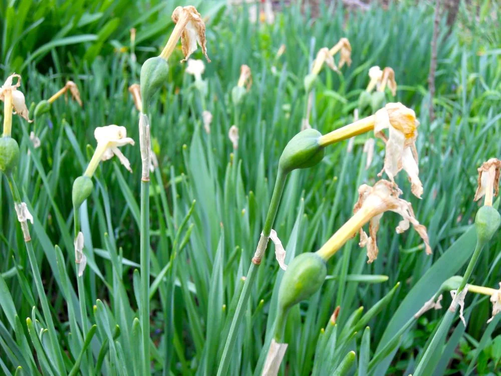 f you want more daffodils, don’t cut off the fading flowers, the green round heads are full of seeds that will scatter and form more daffodil bulbs. (Photo by Charlotte Ekker Wiggins)