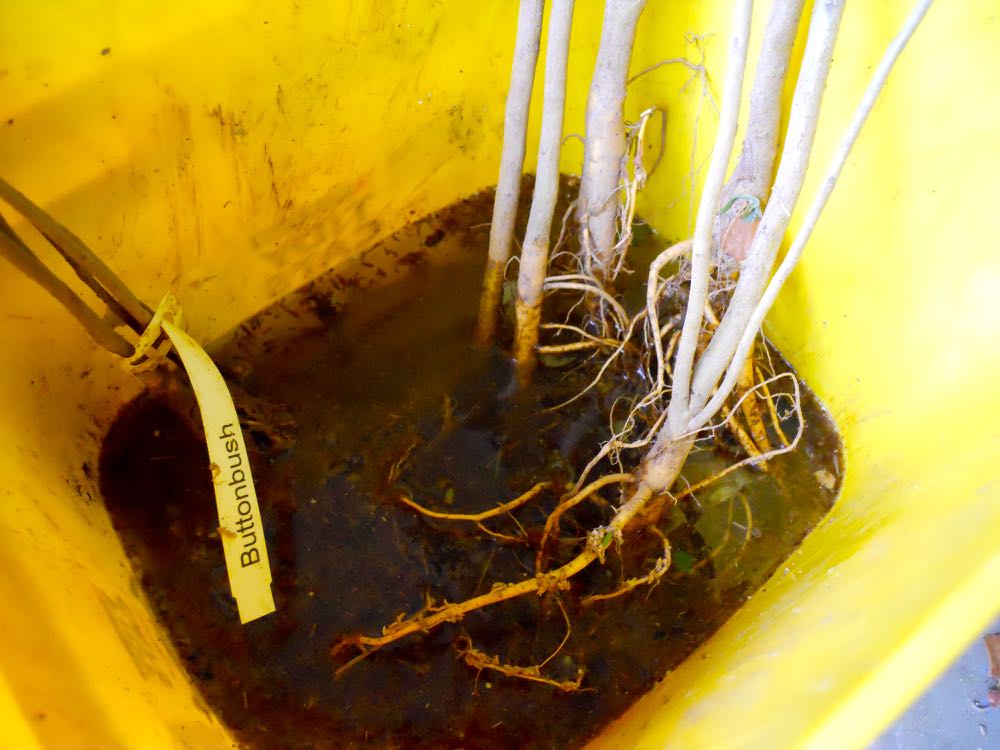 Give tree seedlings a long drink of water before planting into their permanent garden location. (Photo by Charlotte Ekker Wiggins)