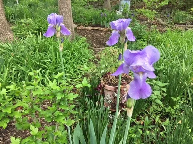 Several friends have posted that this color iris was also their Mom's favorite. (Photo by Charlotte Ekker Wiggins)