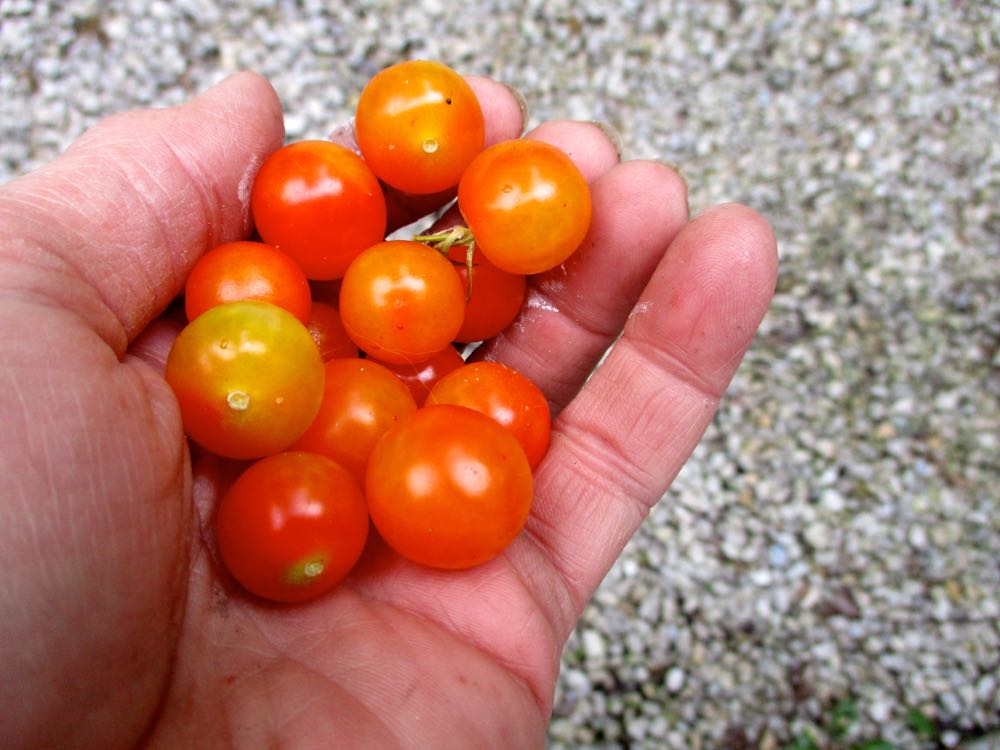 These cherry tomatoes grew over winter inside my house, the last of my winter crop. (Photo by Charlotte Ekker Wiggins)