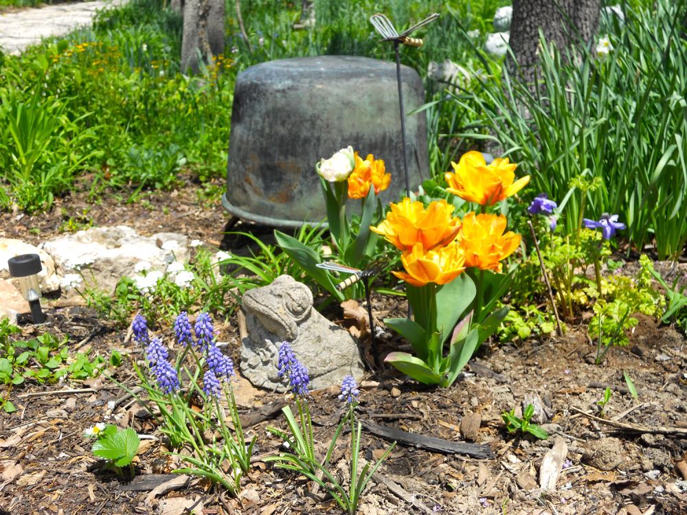 My garden frog is unimpressed but I love the double yellow tulips blooming. (Photo by Charlotte Ekker Wiggins)