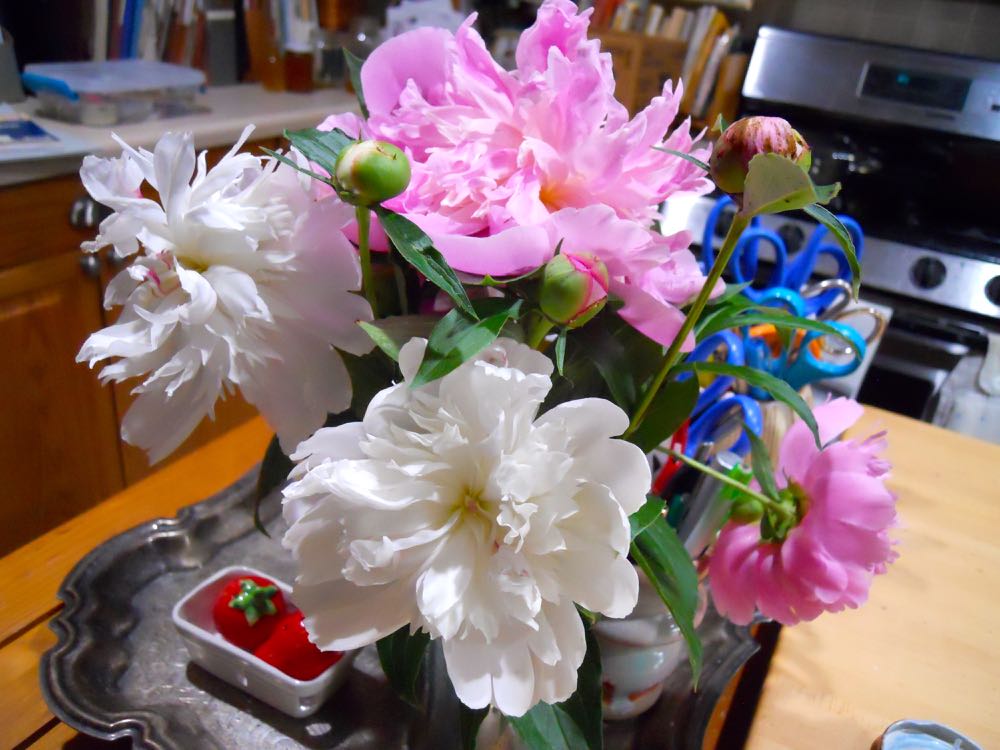 Cut peonies out of my garden in my kitchen going on two weeks now.