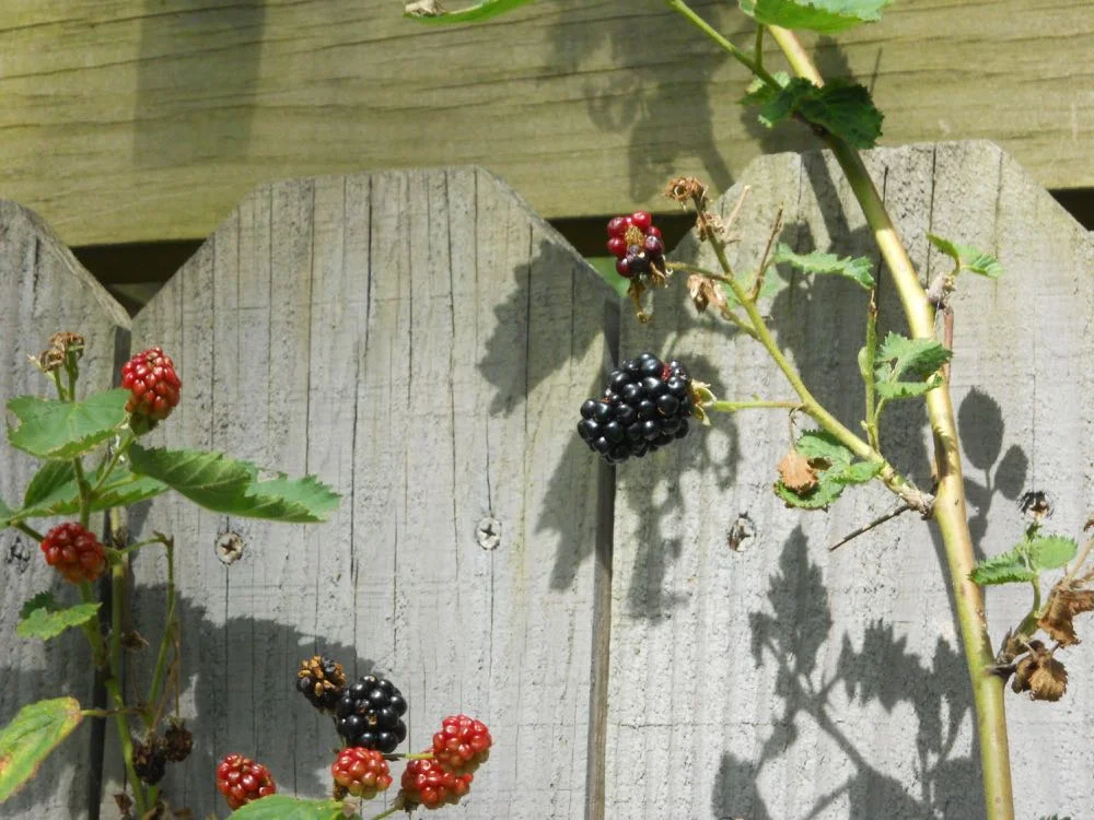 Blackberries ripen in June around the same time as mulberries. (Photo by Charlotte Ekker Wiggins)