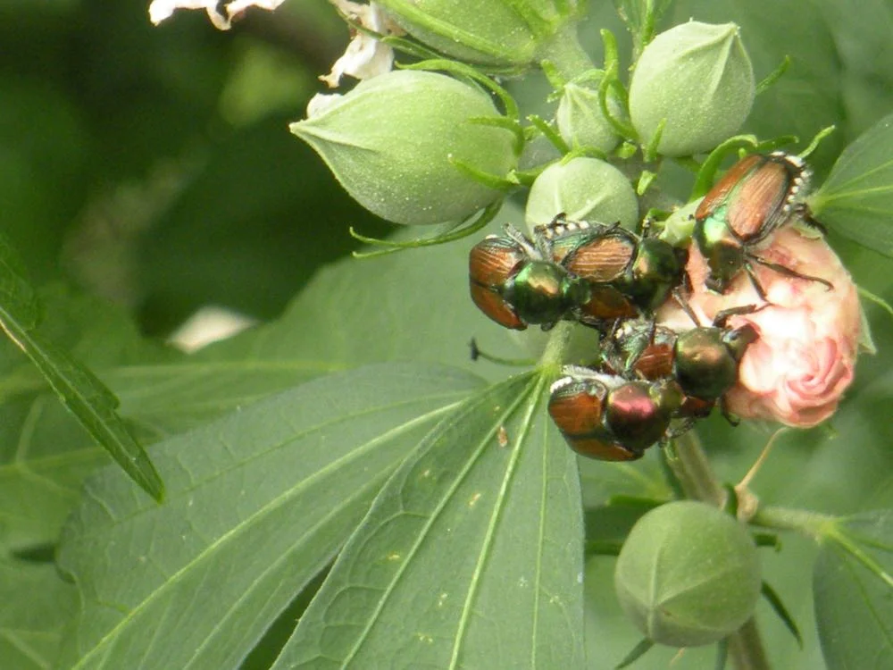 Japanese beetles making a meal out of a Rose of Sharon flower in my garden. (Photo by Charlotte Ekker Wiggins)