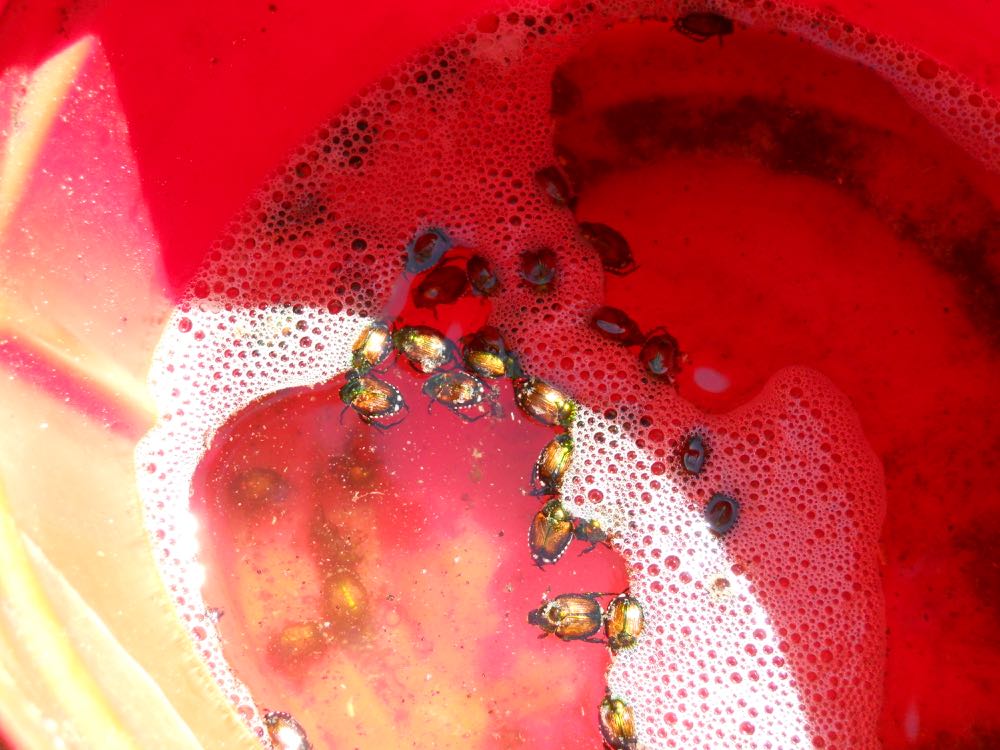 Soapy water in an old coffee can quickly dispatches Japanese beetles. (Photo by Charlotte Ekker Wiggins)