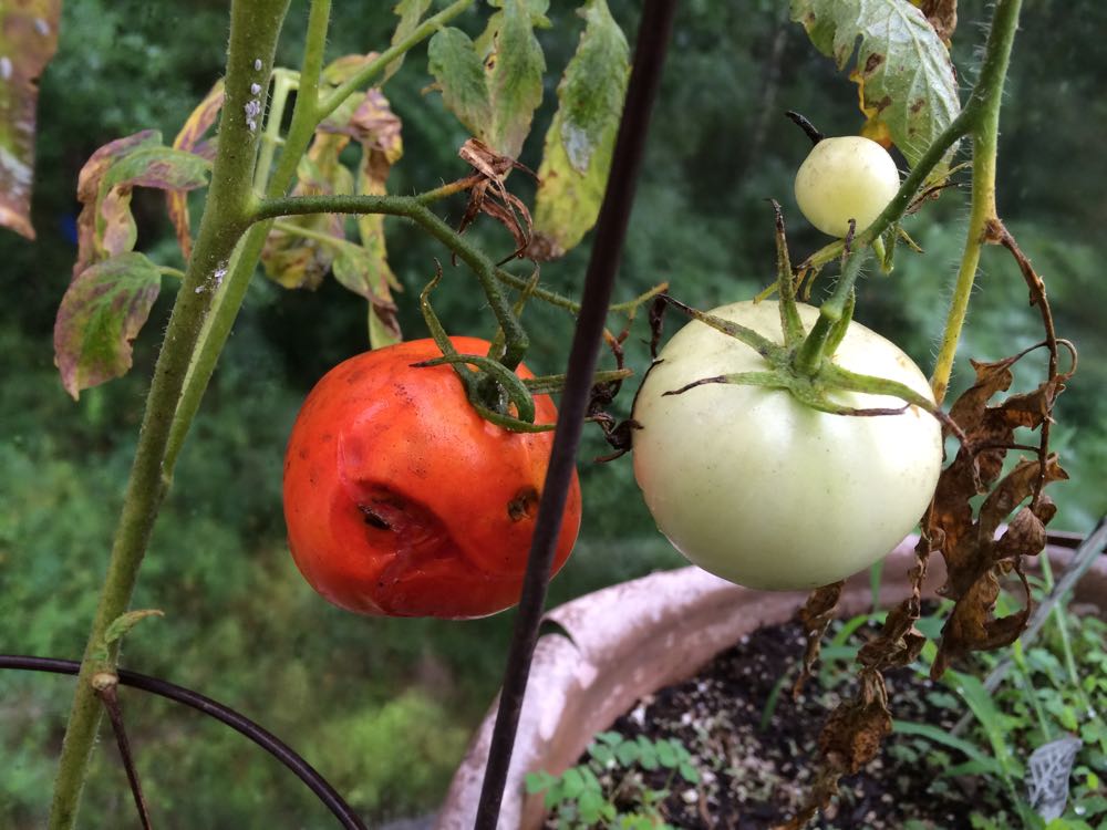 This tomato is definitely in trouble for several reasons! (Photo by Charlotte Ekker Wiggins)