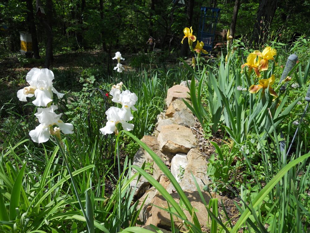 White and yellow iris were added last year courtesy of a couple of friends. (Photo by Charlotte Ekker Wiggins)