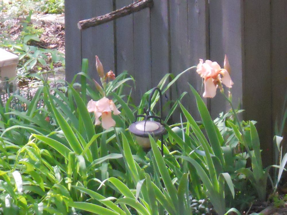 My peach bearded iris have bloomed in this spot for years. (Photo by Charlotte Ekker Wiggins)