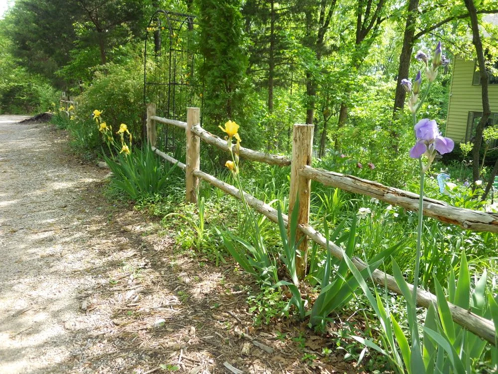 One of Mom's irises bloomed this year along my cedar fence. (Photo by Charlotte Ekker Wiggins)