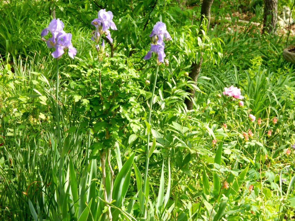 Mom's irises in another spot blooming along with peonies and columbine. (Photo by Charlotte Ekker Wiggins)