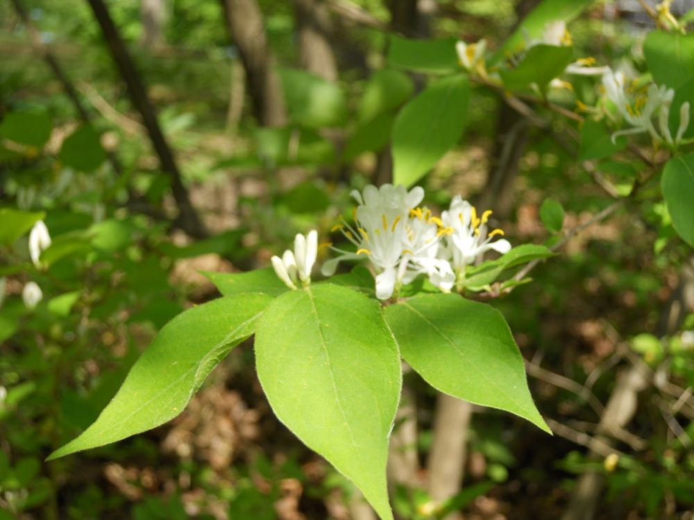 The bush honeysuckle flowers look similar to the native fragrant honeysuckle vines.