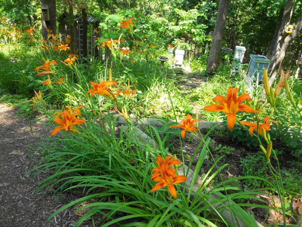 Originally from China, Missouri's ditch lilies are the basis for all hybrid daylilies on the market today. (Photo by Charlotte Ekker Wiggins)