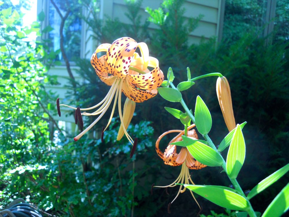 Tiger lilies have started to bloom in my Missouri hillside garden, a sure sign of summer.