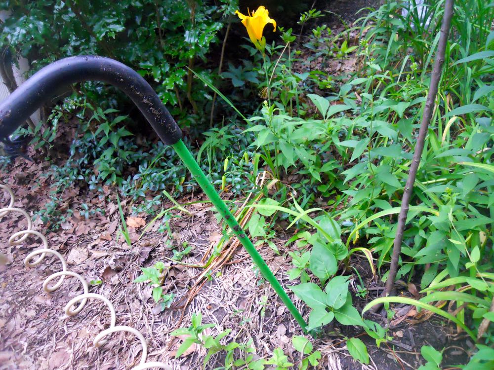 In record heat, keeping roots watered is the best way to help plants pull through. (Photo by Charlotte Ekker Wiggins)