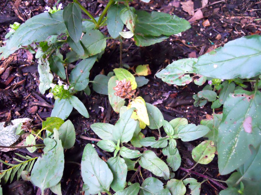 A dry seed head on a Self Heal herb plant could be removed to encourage more flowers.(Photo by Charlotte Ekker Wiggins)