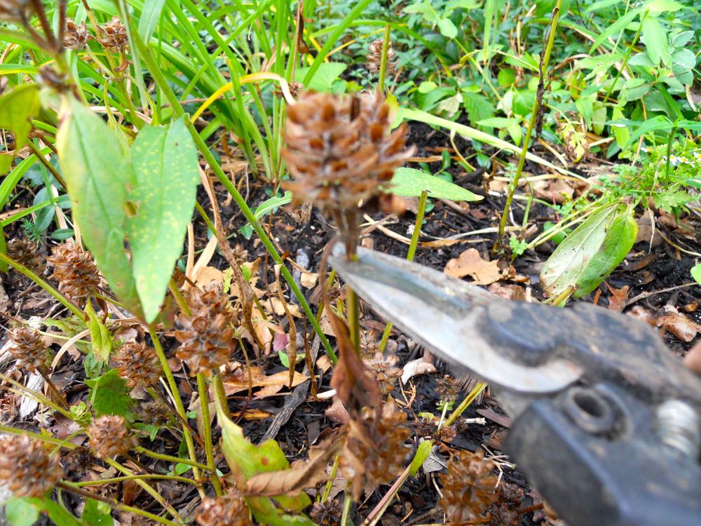Traditional pruners can easily clip off plant flower heads. (Photo by Charlotte Ekker Wiggins)