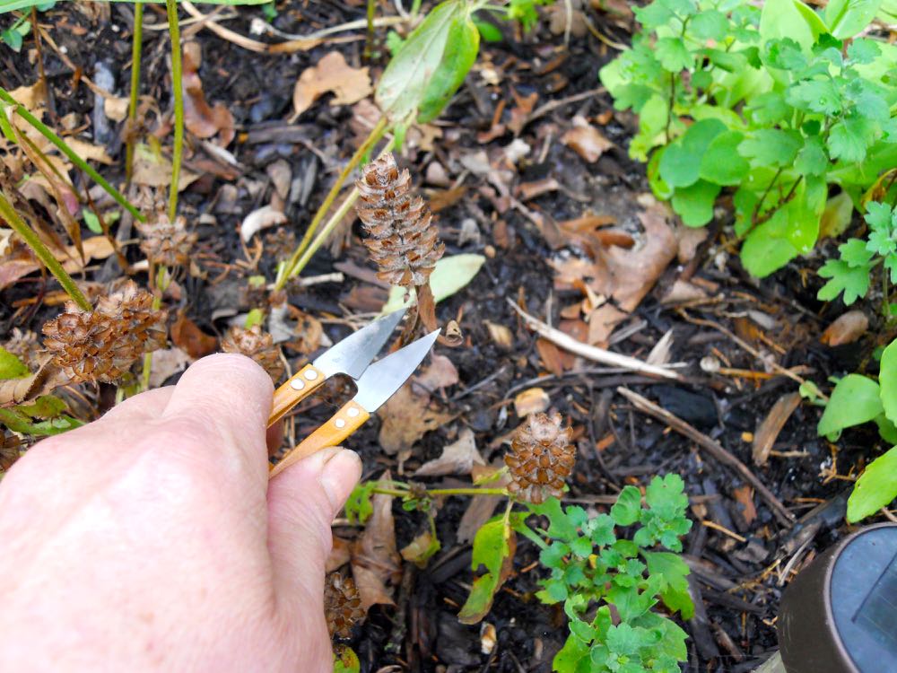 A pair of thread snips are easier and quicker to use to dead head plants. (Photo by Charlotte Ekker Wiggins)