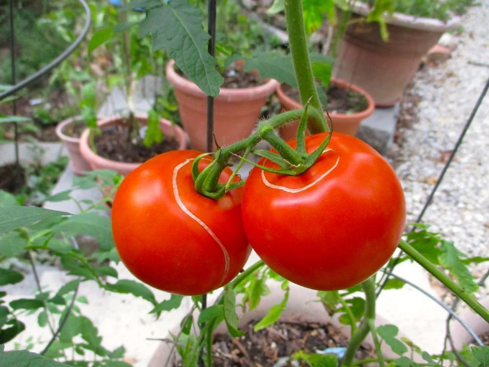 Irregular watering contributes to tomatoes cracking. They're still good, they just look odd!