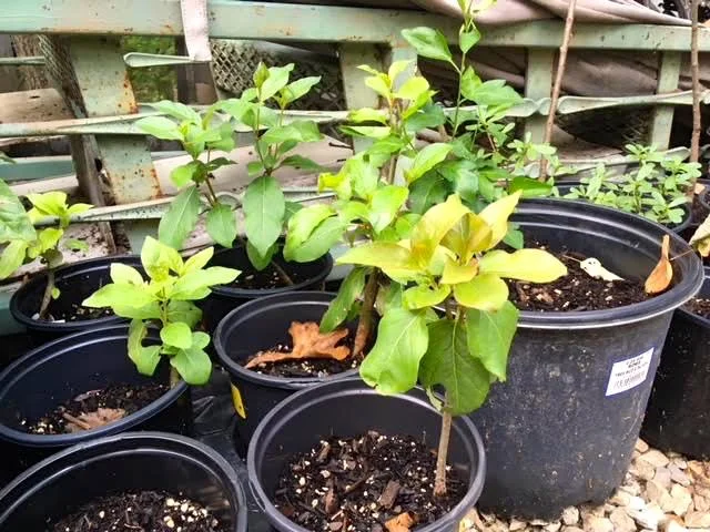 Time to plant trees in the garden, these are bare roots I potted late spring.