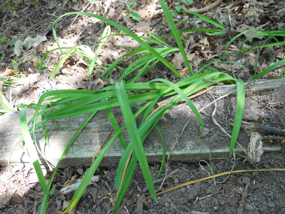 Once moved, some plants like these daylilies won't stand up straight. Don't worry, they will next year after they have settled in. (Photo by Charlotte Ekker Wiggins)