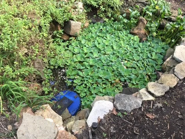 I now have two “frogs” in my little pond, one on each side of the tiny watering hole. (Photo by Charlotte Ekker Wiggins)