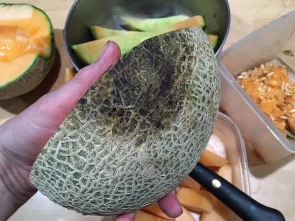 Cardboard tucked under the cantaloupe kept it from rotting as it was sitting on the vine.