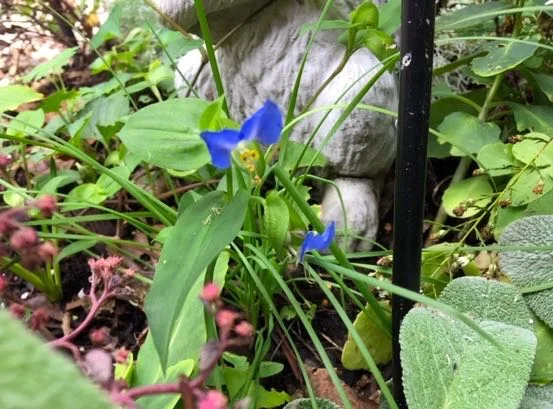 Blue Dayflowers are one of the true blue flowers. (Photo by Charlotte Ekker Wiggins)