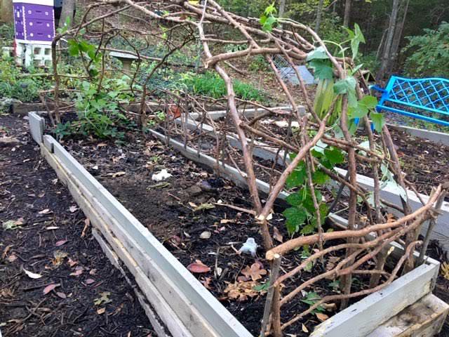 Image of Raspberry raised bed located in a corner of the garden