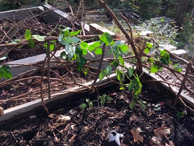A raspberry now fills the corner of the cedar arbor. (Photo by Charlotte Ekker Wiggins)