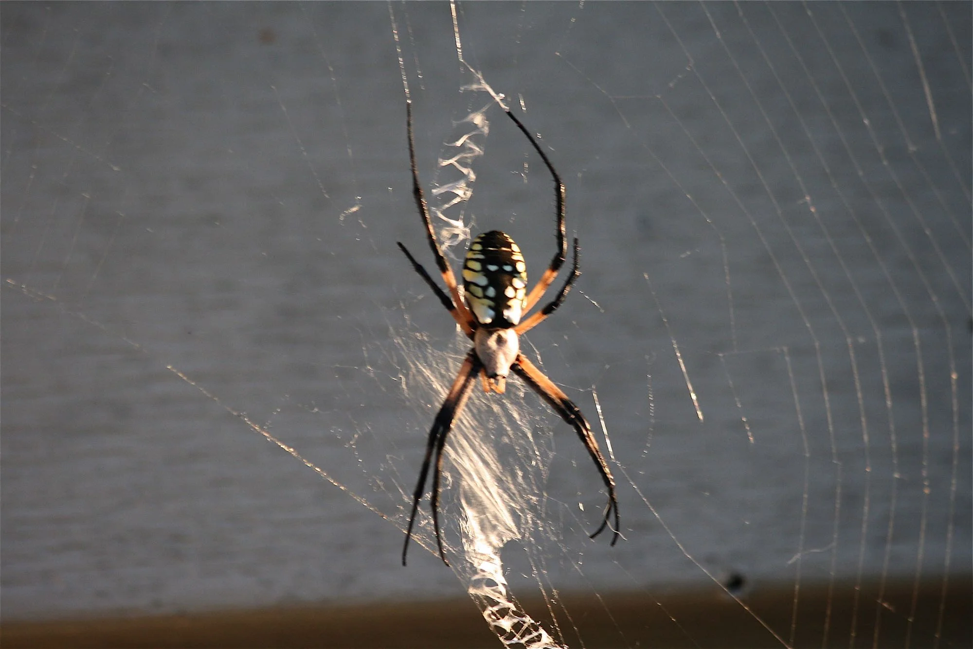 A Missouri garden spider weaving her zig zag web. (Photo by Charlotte Ekker Wiggins)