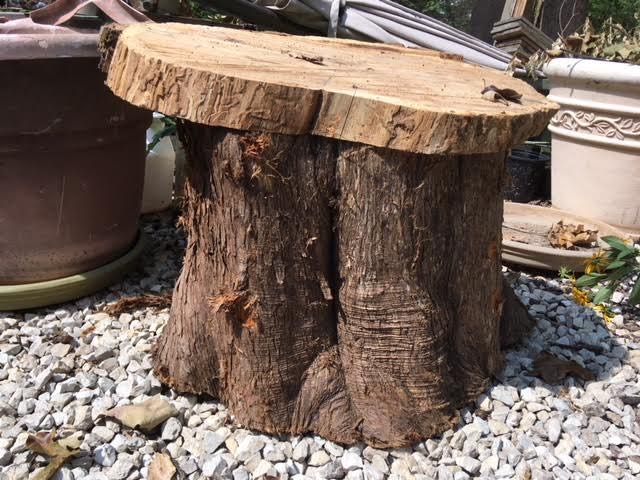 Testing the smaller cedar piece on the cedar stump for a seat. (Photo by Charlotte Ekker Wiggins)