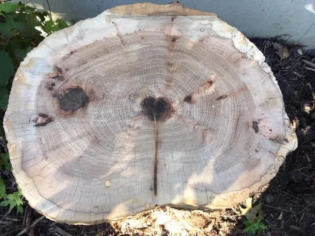 If this tree piece could talk! (Photo by Charlotte Ekker Wiggins)