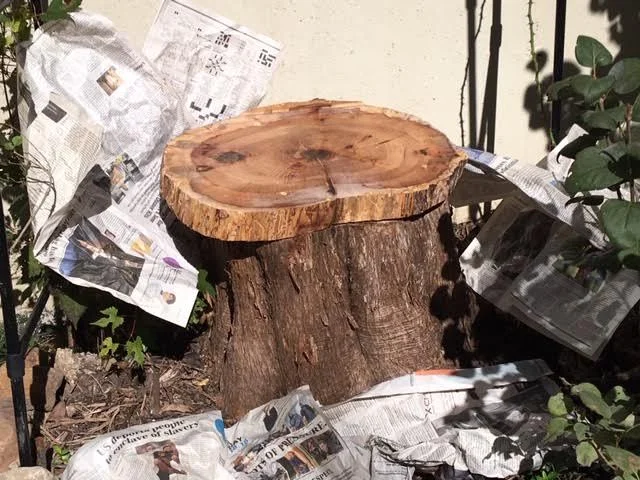 cedar tree stump seat first coat.jpg