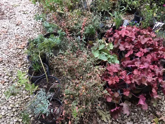 Part of my stash of sale plants I am getting into the ground in late October in mid-Missouri. (Photo by Charlotte Ekker Wiggins)