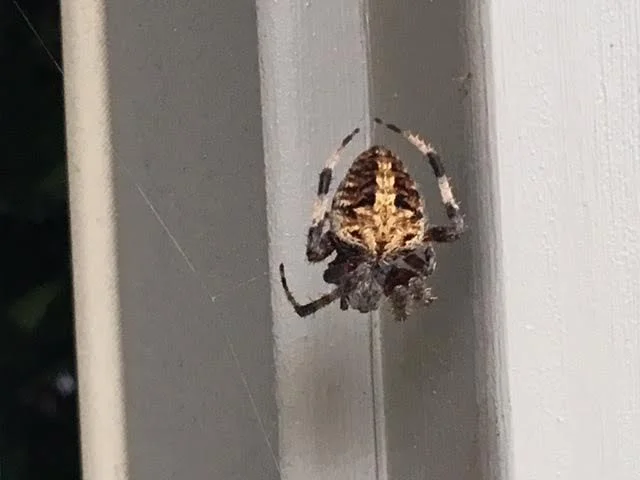 This wolf spider has set up her web outside my den door, look how hairy-looking she is. (Photo by Charlotte Ekker Wiggins)