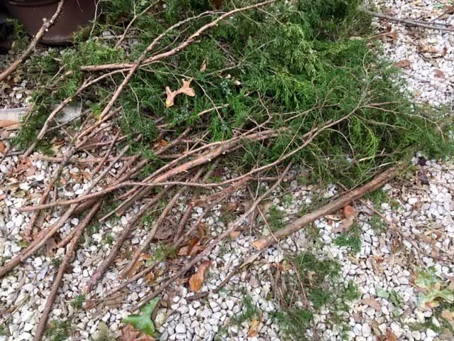 Cut cedar branches in a pile waiting to become garden arbors. (Photo by Charlotte Ekker Wiggins)