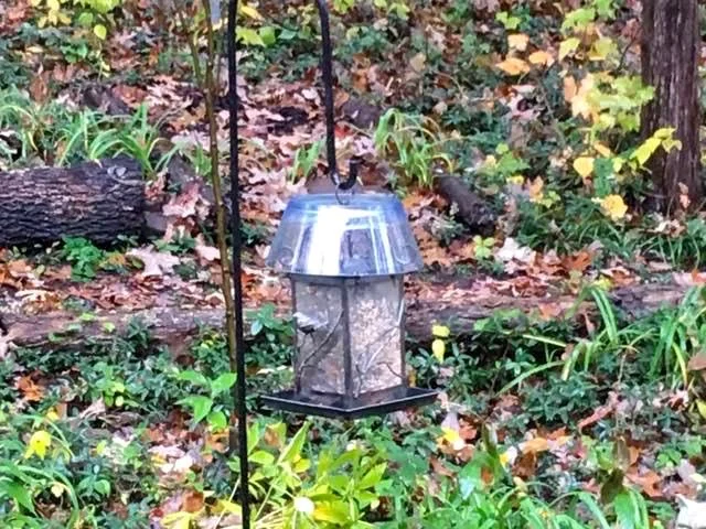 Can you guess that this bird feeder top is homemade? (Photo by Charlotte Ekker Wiggins)