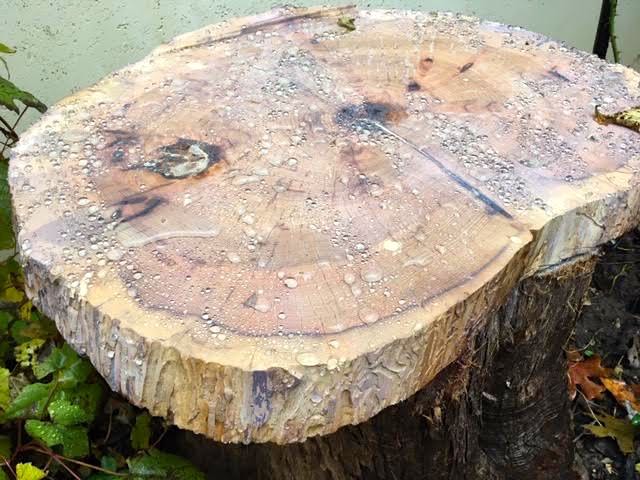 Rain beads up on the cedar stump top now that it has been treated. (Photo by Charlotte Ekker Wiggins)